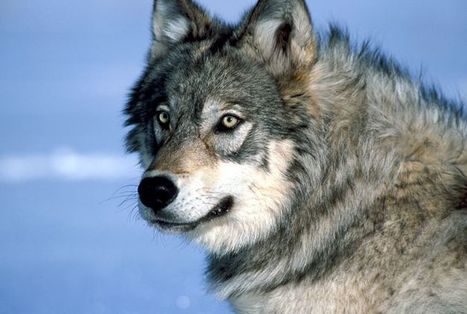 Le loup : un ennemi pour la vie ? | Biodiversit&eacute; | Scoop.it