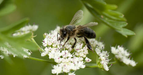 À Groix, l’île bretonne où les abeilles noires ne meurent pas | Variétés entomologiques | Scoop.it