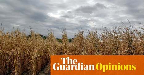 US farmers' troubles over tariffs show the value in looking ahead | Gene Marks | Business | The Guardian | International Economics: IB Economics | Scoop.it
