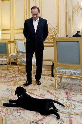 François Hollande fait entrer la labrador Philae à l'Elysée | Tout le web | Scoop.it