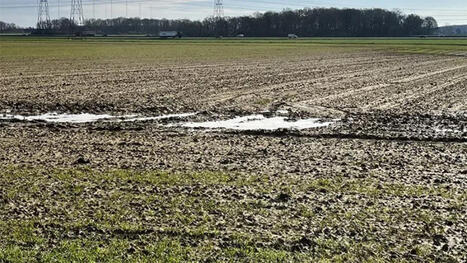 الزراعات الكبرى: هل تساهم الأمطار في توسيع المساحات المزروعة؟ /&nbsp;Field crops: Will rainfall help expand planted areas? (TUNISIA) | MED-Amin network | Scoop.it