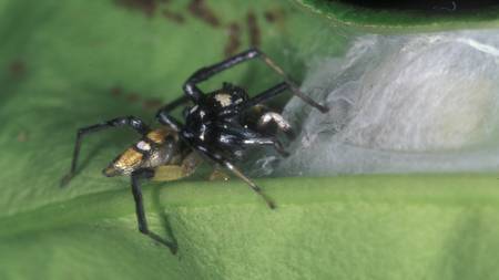 Les mystères animaux : l'araignée et son garde du corps, la fourmi | EntomoNews | Scoop.it