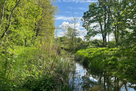 Dans les fleuves et rivières de France, la température de l’eau augmente et certaines espèces déclinent | EntomoNews | Scoop.it