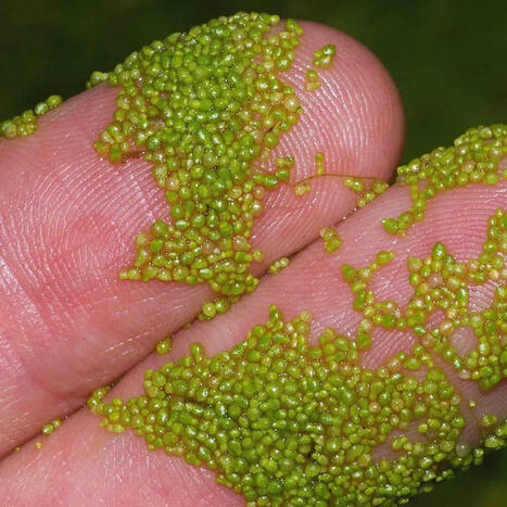 INNOVATIONS: Wolffia globosa et son potentiel pour l'agriculture spatiale | INNOVATIONS | Scoop.it