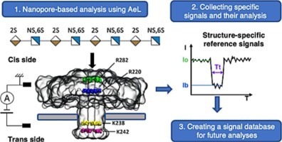 Nanopores prot&eacute;iques : une avanc&eacute;e vers le s&eacute;quen&ccedil;age des polysaccharides | Life Sciences Universit&eacute; Paris-Saclay | Scoop.it