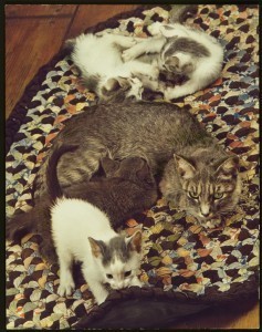 A cat and her kittens – Learn Spanish with pictures » Spanish Playground | Learn Spanish | Scoop.it