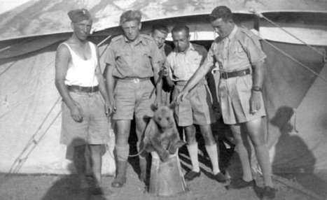L’incroyable histoire de Wojtek, l’ours soldat qui a combattu les nazis pendant la guerre | Koter Info - La Gazette de LLN-WSL-UCL | Scoop.it