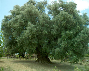 The Oldest Olive Tree in Europe | Good Things From Italy - Le Cose Buone d'Italia | Scoop.it