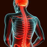 The Gut "Connections to Health & Disease"