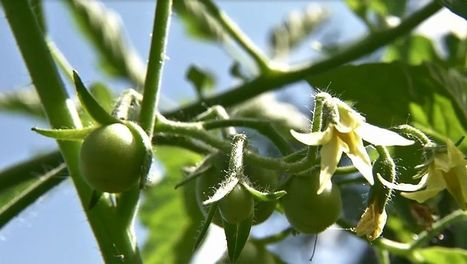 Des tomates libres de droits pour tous | Biodiversité | Scoop.it