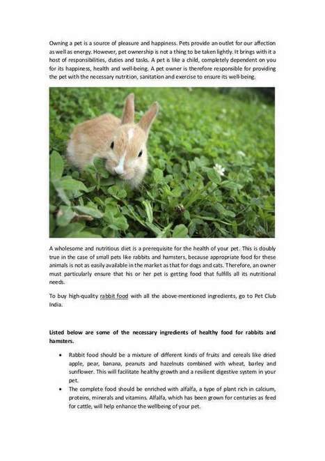 rabbit accessories online