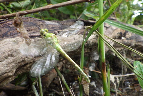 Le projet de sciences participatives CECILIA veut tous nous sensibiliser au monde des libellules | EntomoScience | Scoop.it