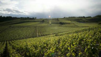 La 45e &eacute;dition du congr&egrave;s mondial de la vigne et du vin - Minist&egrave;re de l'Agriculture | Pour innover en agriculture | Scoop.it