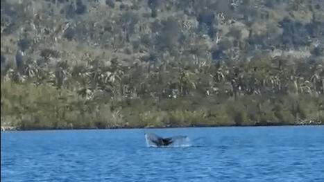 Une premi&egrave;re baleine &agrave; bosse aper&ccedil;ue dans le lagon mahorais ce vendredi | Revue de presse C&eacute;tac&eacute;s | Scoop.it