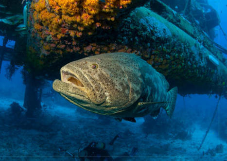 Le Mérou géant : un des plus gros poissons du monde en danger | Revue Politique Guadeloupe | Scoop.it