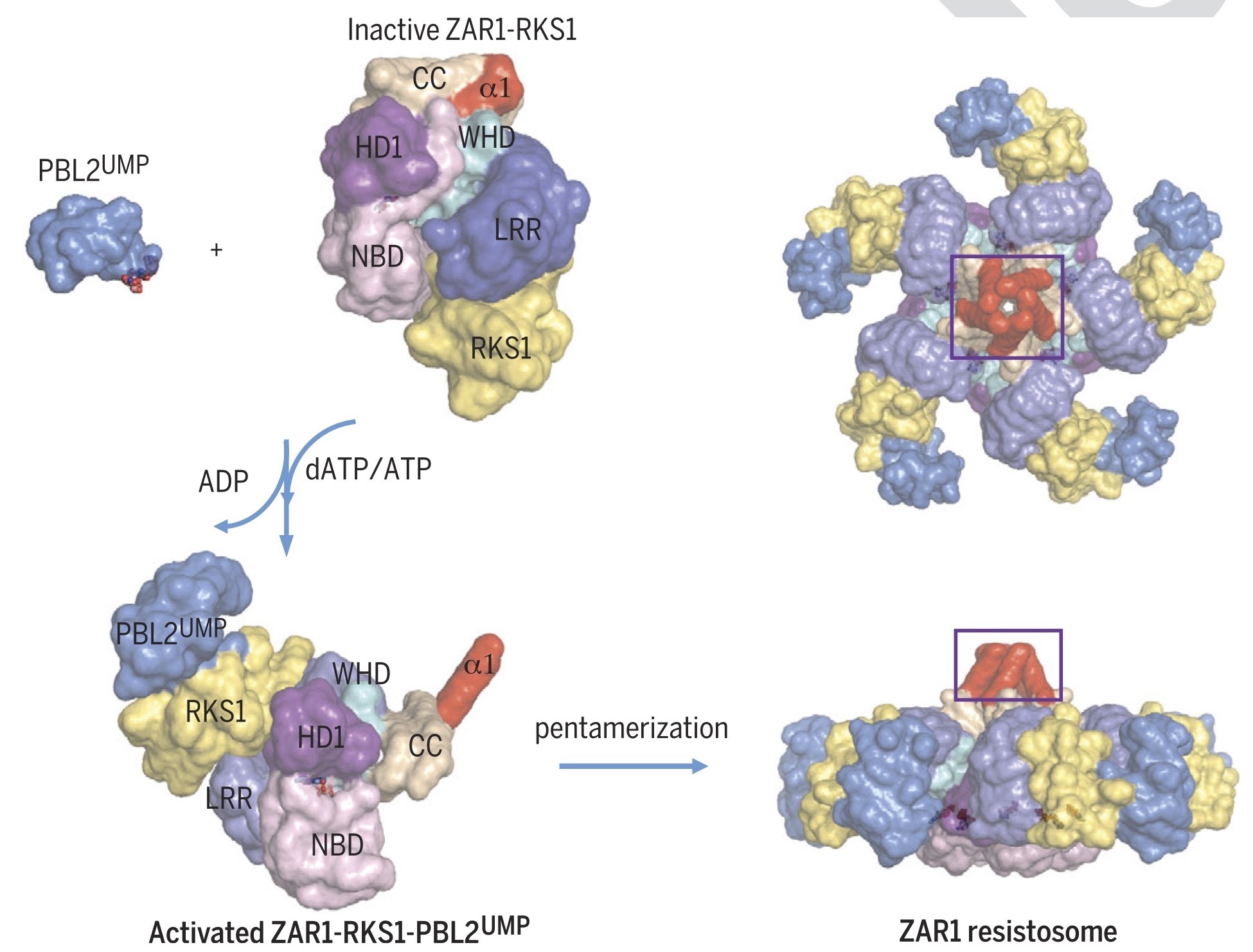 Зар 1. Pbl2. PBL Cells.