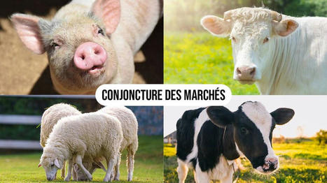 Marchés agricoles : vers une stabilisation des prix des viandes bovines | Actualité Bétail | Scoop.it