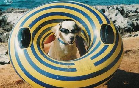 Le vacanze con il cane: alberghi, spiagge e autogrill dove portare l'amico a 4 zampe | EcoTurismo e Mobilità Sostenibile | Scoop.it