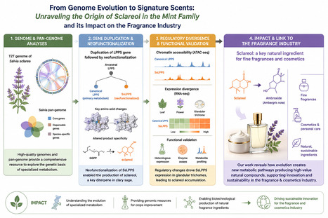 De l&rsquo;&eacute;volution des plantes aux fragrances : origine du sclar&eacute;ol chez la sauge sclar&eacute;e | Life Sciences Universit&eacute; Paris-Saclay | Scoop.it