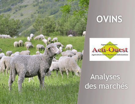 Ovins – Les bons agneaux se stabilisent | Actualité Bétail | Scoop.it