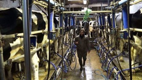Agrandissement de troupeau : « On s'agrandit en limitant les investissements » | Lait de Normandie... et d'ailleurs | Scoop.it