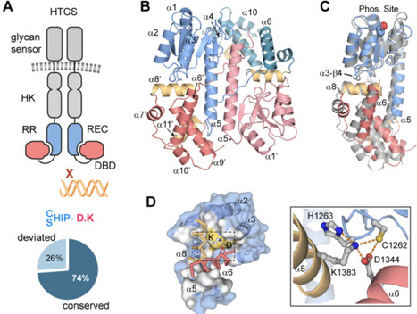 Constitutive activation of a hybrid two-component regulator reveals cross-regulation of polysaccharide utilization genes in Bacteroides | jbc | RMH | Scoop.it