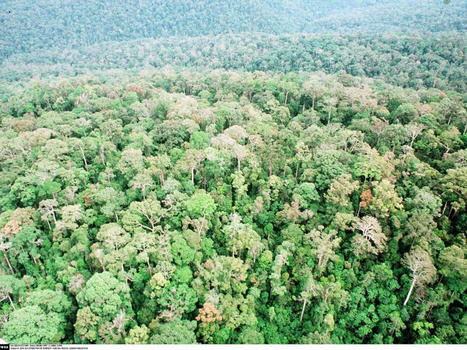 Comment restaurer une forêt tropicale ? | Ecosystèmes Tropicaux | Scoop.it