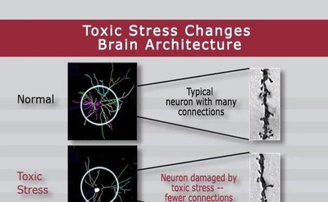 Stress and Resilience: How Toxic Stress Affects Us, and What We Can Do About It - free resources from Harvard | iGeneration - 21st Century Education (Pedagogy & Digital Innovation) | Scoop.it