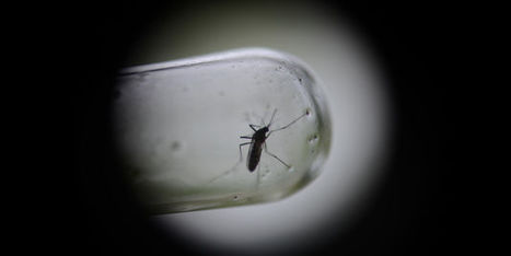 Découverte d'un nouveau moustique vecteur de la dengue et du chikungunya | Toxique, soyons vigilant ! | Scoop.it