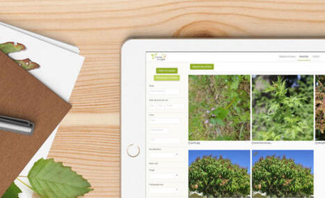 Cet hiver, saisissez et partagez vos observations botaniques &ndash; | For&ecirc;t, Bois, Milieux naturels : Interactions Enseignement sup&eacute;rieur - Organisations - Recherche | Scoop.it