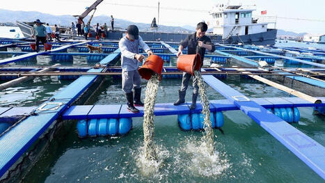 CHINE : A lanc&eacute; une ferme marine g&eacute;ante capable d'&eacute;lever quatre millions de kilos de poissons par an | ASIES | Scoop.it