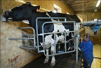 République Tchèque : Face à la crise du lait, les agriculteurs envisagent des actions de<br/>protestation | Lait de Normandie... et d'ailleurs | Scoop.it