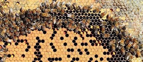 Survie des abeilles : un g&eacute;ant du miel tire la sonnette d'alarme | EntomoNews | Scoop.it