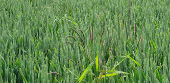 Agriculture : comment lutter contre les mauvaises herbes sans pesticides ? | Actus du jour - 6 mai 2025 | Scoop.it