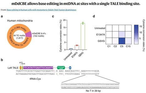 Base editing in human cells with monomeric DddA-TALE fusion deaminases - Nature Comms. | TAL effector science | Scoop.it