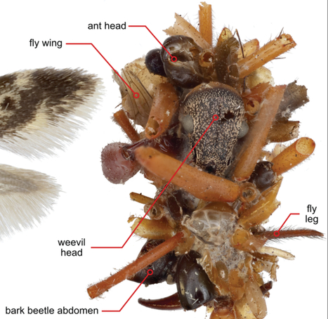 Une chenille carnivore, à Hawaï, se nourrit sur les toiles d'araignées et orne son corps de parties d'insectes non consommées | EntomoNews | Scoop.it