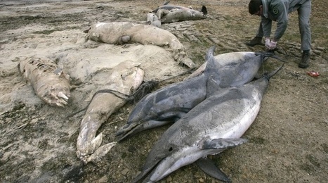 Golfe de Gascogne: Des r&eacute;pulsifs acoustiques sur les bateaux pour enrayer les h&eacute;catombes de dauphins | Biodiversit&eacute; | Scoop.it