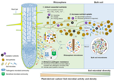 Do rhizosphere microbiomes match root functiona...