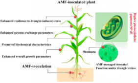Arbuscular mycorrhizal symbiosis Drives rhizosphere-regulated drought tolerance in maize | Plant-Microbe Symbiosis | Scoop.it