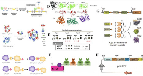 Research progress of multi-enzyme complexes based on the design of scaffold protein | RMH | Scoop.it
