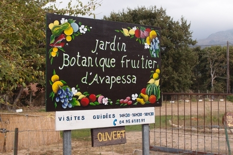Le jardin botanique fruitier d'Avapessa en Corse - France Culture | Les Colocs du jardin | Scoop.it