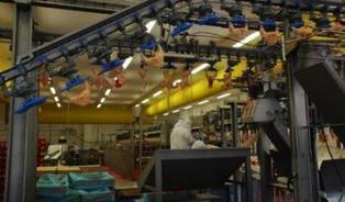 LDC Sablé : 270 salariés testés au Covid dans l'unité poulet | La Gazette des abattoirs | Scoop.it