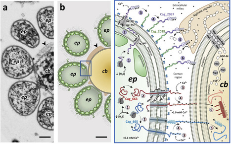 Interspecies transfer of giant virulence-factor-like proteins in a bacterial symbiosis | brveco | RMH | Scoop.it