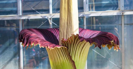 Kukka haisee ruumiilta &ndash; tuhannet jonottavat n&auml;hd&auml;kseen omin silmin - Stara | 1Uutiset - Lukemisen t&auml;hden | Scoop.it