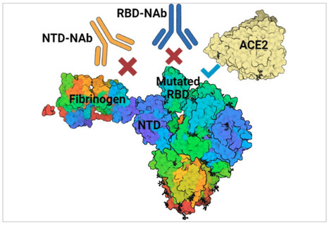 Spike Protein–Fibrinogen Interaction: A Novel Immune Evasion Strategy of SARS-CoV-2? | Virus World | Scoop.it