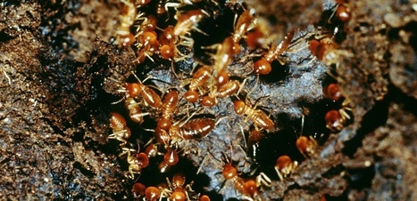 Chez les termites, l'homosexualité est parfois une question de survie | EntomoNews | Scoop.it