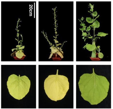 bioRxiv: Speedy benthi: Elongated photoperiods reduce generation times of the model plant species Nicotiana benthamiana (2024) | Publications from The Sainsbury Laboratory | Scoop.it
