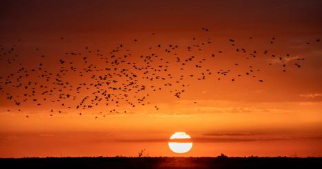 Thousands of Acres of Everglades Are Burning — What Caused the Fire? - GreenMatters.com | Operation Deimos | Scoop.it