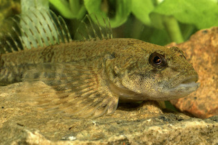 La Seine, plus propre à Paris, voit le retour de ses poissons historiques | Une semaine d'actu - Newsletter de veille de l'AURH | Scoop.it