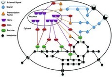 Bridging the layers: towards integration of signal transduction, regulation and metabolism into mathematical models - Molecular BioSystems (RSC Publishing) | Genetic Engineering in the Press by GEG | Scoop.it